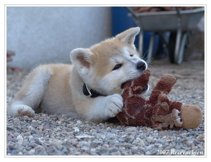 Akita-Inu Isztd6mu