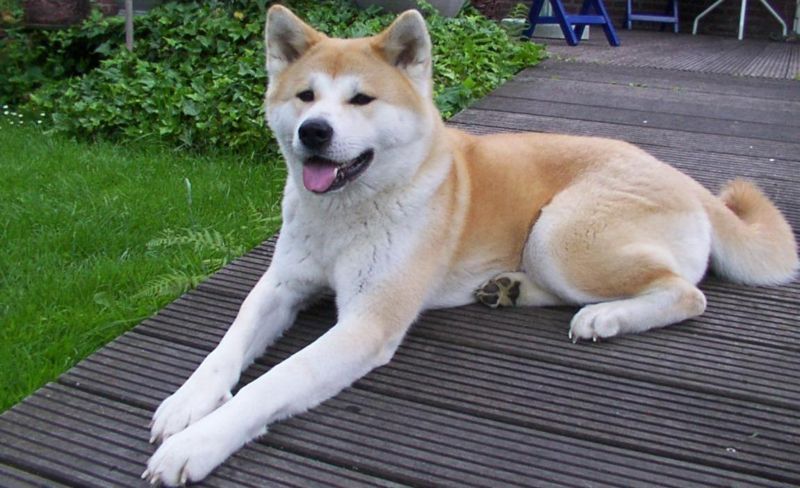 Akita Dogs